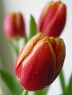 Spring Tulips Floral