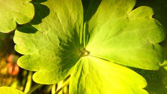 Leaf Rain Drop