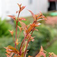 New Growth Leaves Spring