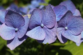 purple blue hydrangea petals