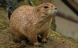 cute brown rodent