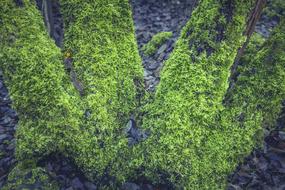 Close-up of the beautiful, green moss of different shades, on the tree