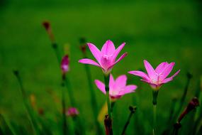 The Pink Flowers Nature