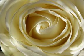White Rose Blossom Bloom center