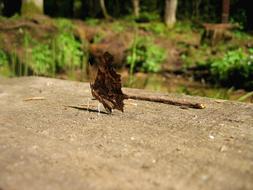 Butterfly Nature Macro