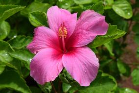 pink hibiscus bud on a branch