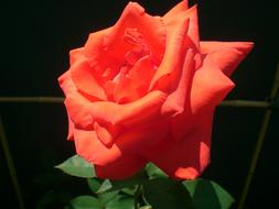 Rose Red Shining