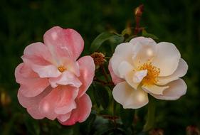 Pink and White Roses at Fall