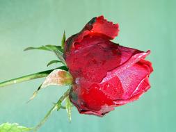 wet red rose bud