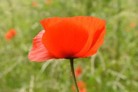 Close-up of the beautiful, orange poppy flower on the meadow with flowers and green grass