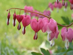 Dicentra Spectabilis, Flower Hearts