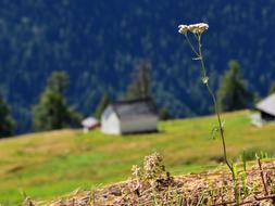 Flower Meadow Landscape