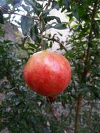 Pomegranate Fruit Nature