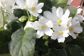 White Flower Violet