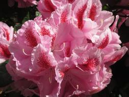 Close-up of the beautiful, pink and red rhododendron flowers of different shades, in sunlight