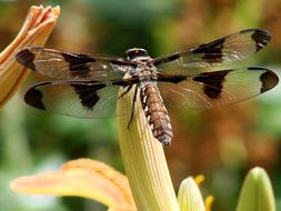 Close-up of the colorful and beautiful dragonfly on the colorful flower