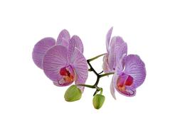 purple orchid buds on white background