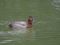 floating duck in a pond