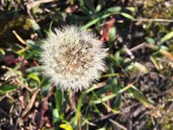 Dandelion Flower on Meadow