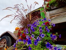 Blooming Flowers Floral