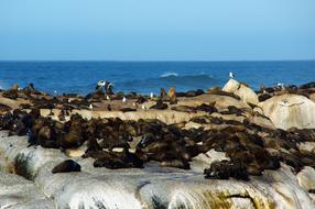 resting seals on the beach