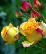 Rose Tea Orange