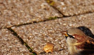 photo of a sparrow on a road tile