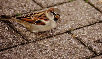 charming Sparrow Bird