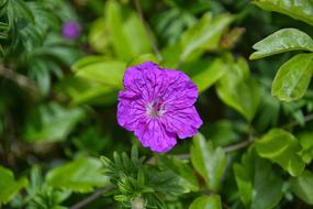 Flower Flora Nature