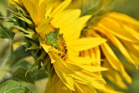 green grasshopper on yellow sunflower