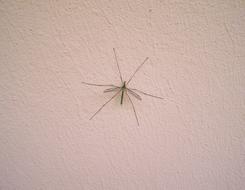 big mosquito on a white wall