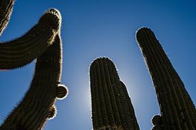 long cacti lit by the sun