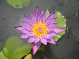 Water Lily Flower
