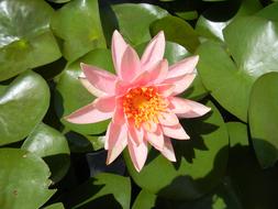 Water Lily Flower