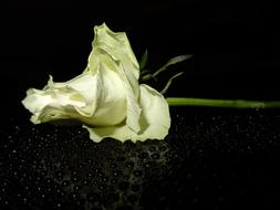 White Rose Blossom Bloom