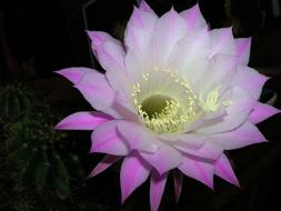 Flower Cactus close-up on dark background