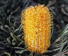 yellow hairpin banksia, australia