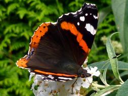 Admiral butterfly on a white meadow flower