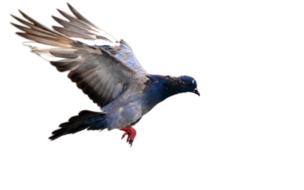 clipart of Pigeon Flying Bird