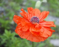 Poppy Bloom Bright close-up on blurred background