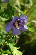 blue Hibiscus Flower Blossom