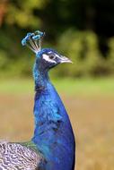 wonderful Peacock Head