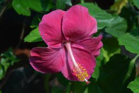 pink Hibiscus Rosa-Sinensis Flower