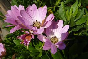 closeup view of Purple Flowers in Garden