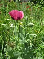 pink Tulip Flower in garden