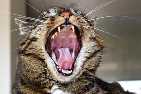 open-mouthed domestic cat