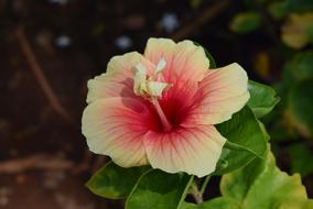 Close-up of the colorful and beautiful hibiscus rosa-sinensis flower with leaves