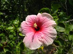 Hibiscus Rosa-Sinensis Flower