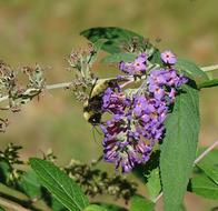 Bumble Bee Insect on purple flowers