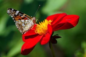 Vanessa Cardui Dahlia Red